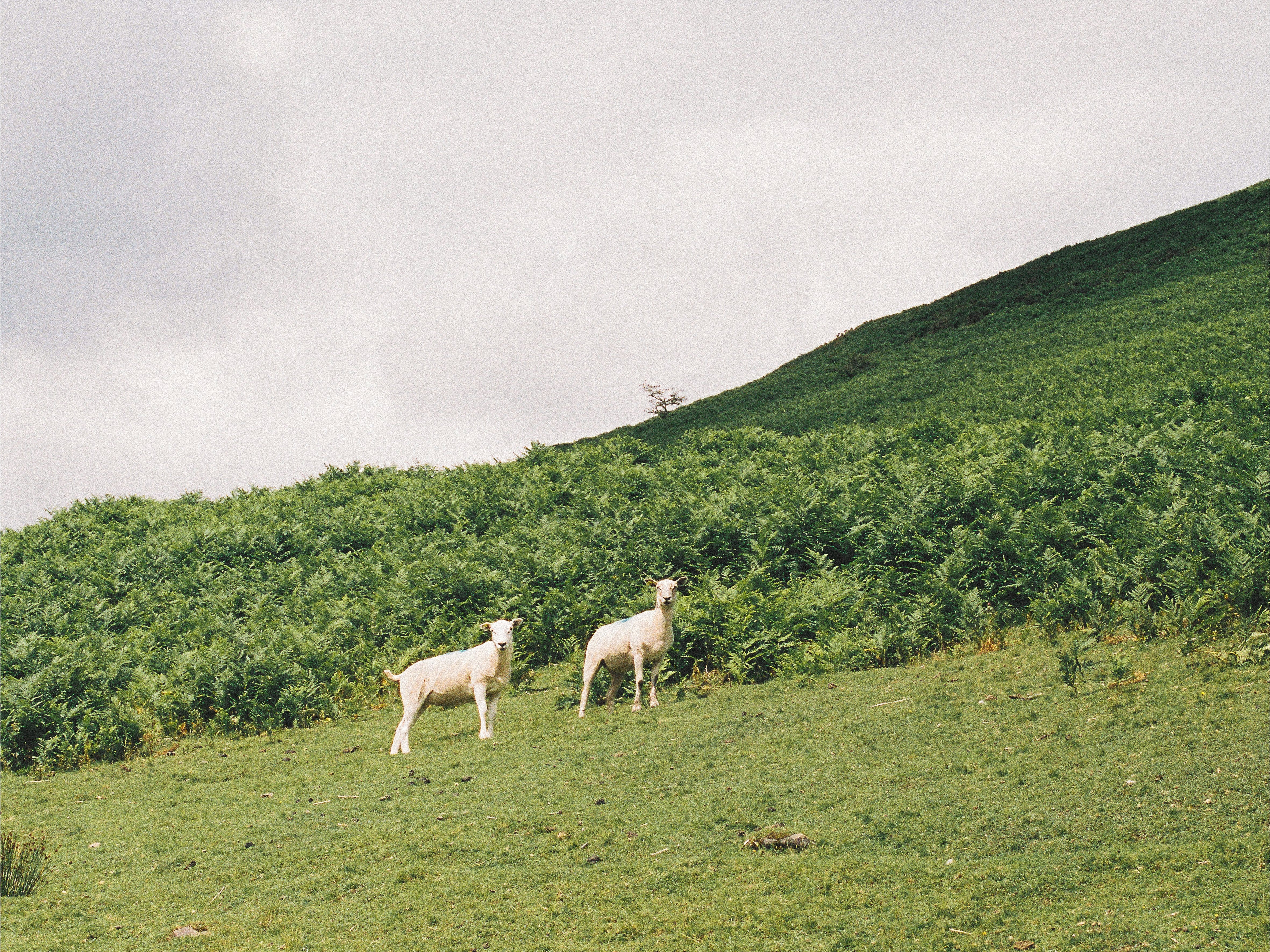 Why wool.